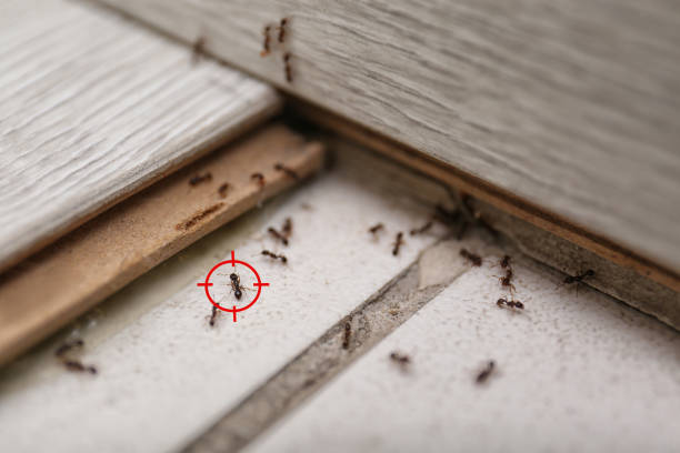 Best Affordable Pest Control Services  in Lexington, WA