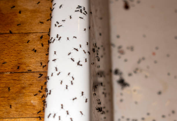 Best Pest Removal Services  in Lexington, WA